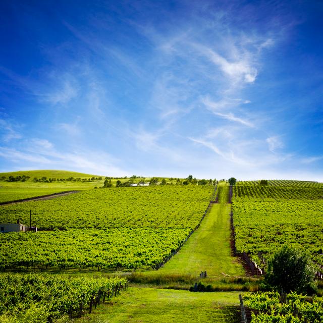 Australian Vineyard by - Wrapped Canvas Photograph Latitude Run Size: 30cm H x 30cm W on Productcaster.