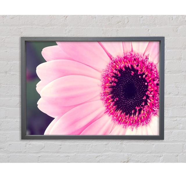 Rosa Gerbera Gänseblümchen Zentrum - Druck Brayden Studio Größe: 84,1 cm H x 118,9 cm B x 3,3 cm T, Format: Dunkelgrau gerahmte Leinwand on Productcaster.