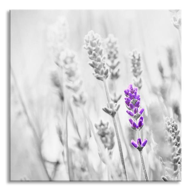 Wonderful Lavender - Unframed Photograph on Glass Brayden Studio Size: 70cm H x 70cm W x 0.4cm D on Productcaster.