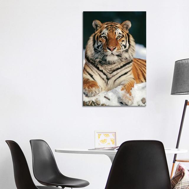 Siberian Tiger In Snow, Siberian Tiger Park, Harbin, China by Konrad Wothe - Wrapped Canvas Print Ebern Designs Size: 101.5cm H x 66cm W x 1.9cm D on Productcaster.