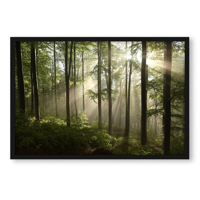 Gerahmtes Foto "Sunrays in the Forest" Alpen Home Größe: 38 cm H x 30 cm B x 2.5 cm T on Productcaster.