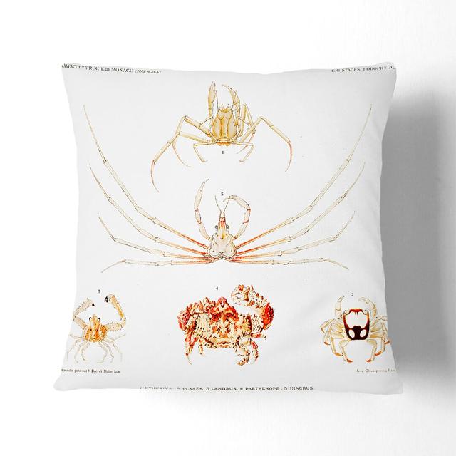 Crab Varieties by Albert I Cushion with Filling East Urban Home Size: 40cm H x 40cm W x 15cm D, Backing Colour: Black on Productcaster.