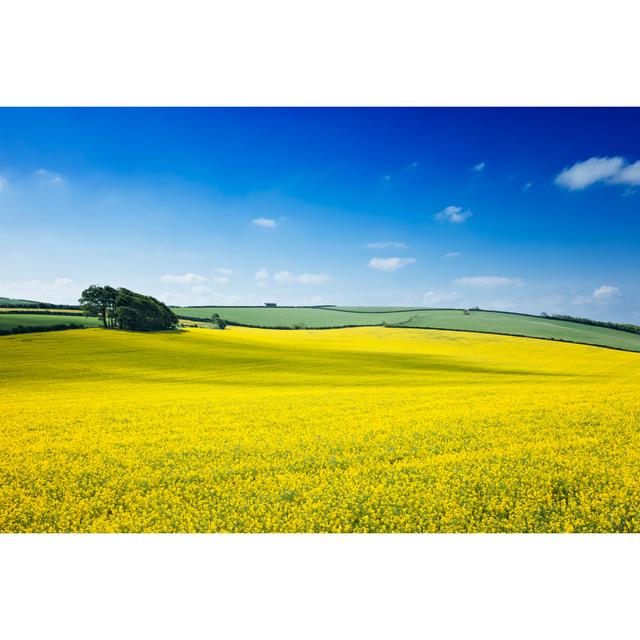 Oilseed Rape Field by Mbbirdy - Print Latitude Run Size: 30cm H x 46cm W on Productcaster.