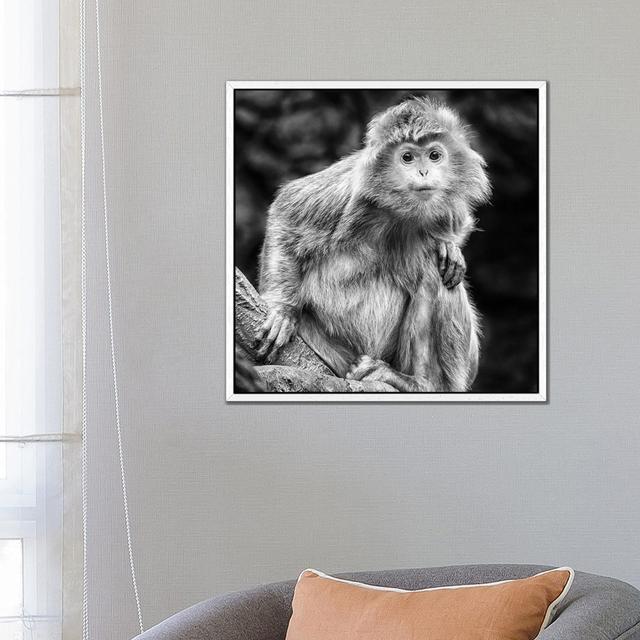 Curious by David Gardiner - Print on Canvas Ebern Designs Format: White Framed, Size: 66.04cm H x 66.04cm W on Productcaster.