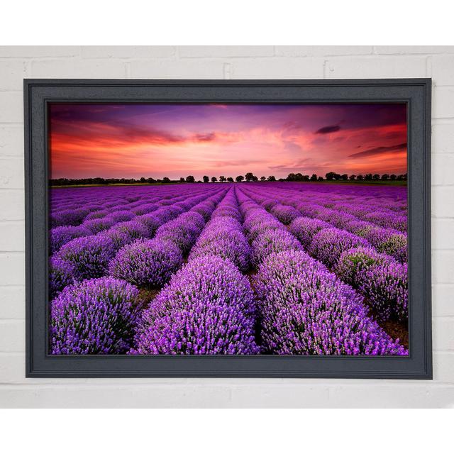 Lavender Fields Framed Print Fleur De Lis Living Size: 60cm H x 84cm W x 1.5cm D, Format: Natural Framed Paper on Productcaster.