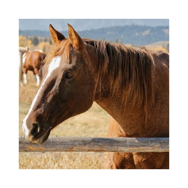 Pointed Ears Horse by Susan Vizvary - Wrapped Canvas Photograph Natur Pur Size: 45.72cm H x 45.72cm W x 1.91cm D on Productcaster.