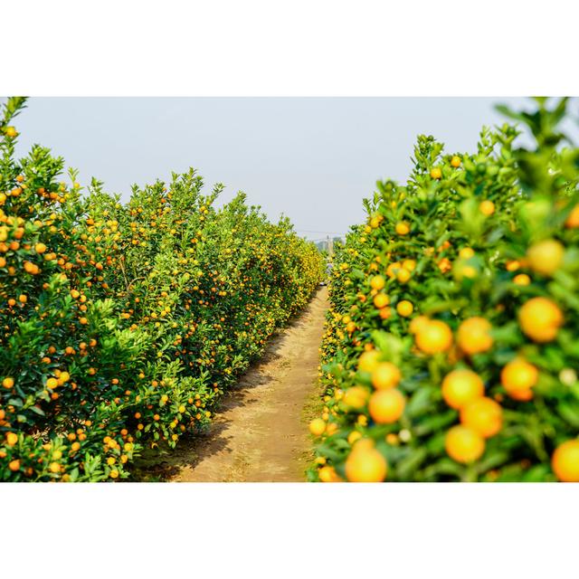 Growing Tangerines by Aoshi Vn - Wrapped Canvas Photograph 17 Stories Size: 20cm H x 30cm W on Productcaster.