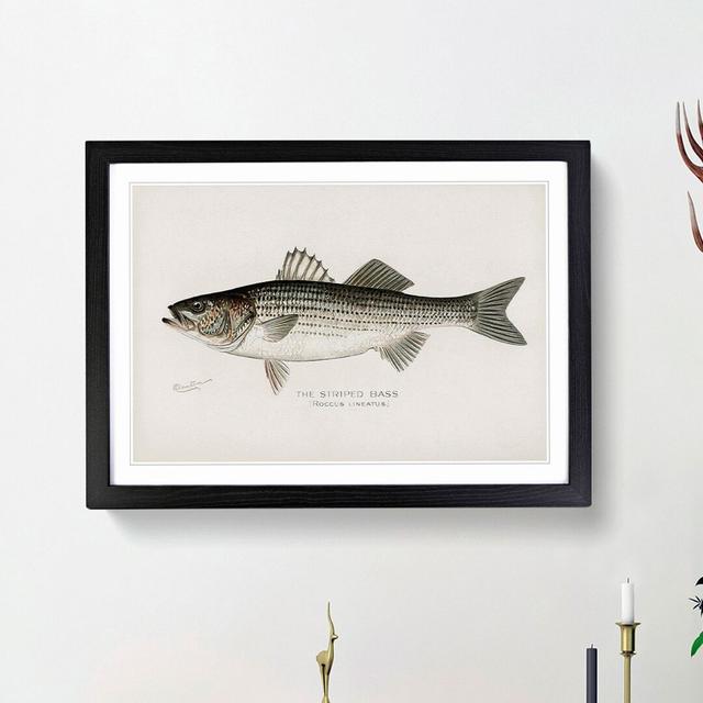 Striped Bass by Sherman F. Denton - Picture Frame Art Print East Urban Home Frame Option: Black Framed, Size: 36cm H x 48cm W x 2cm D on Productcaster.