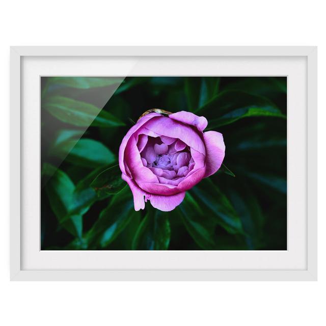 Gerahmter Grafikdruck Purple Peony Blossom Before Leaves ClassicLiving Rahmenauswahl: Weißer Rahmen, Maße: 50 cm H x 70 cm B x 2 cm T on Productcaster.