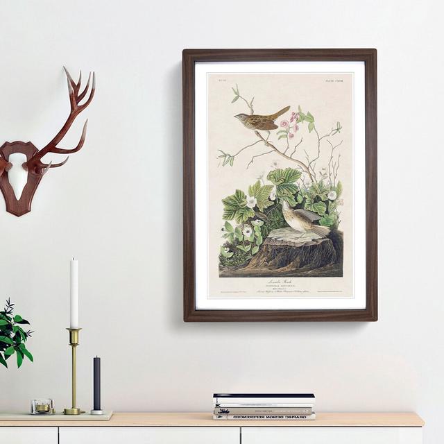 Lincoln Finch Birds by John Audubon - Picture Frame Painting Print East Urban Home Frame Option: Walnut Framed, Size: 36cm H x 27cm W x 2cm D on Productcaster.