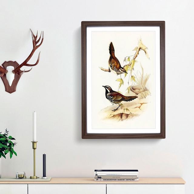 Chestnut-backed Ground Thrush by Elizabeth Gould - Picture Frame Painting Print East Urban Home Frame Option: Walnut Framed, Size: 65cm H x 48cm W x 2 on Productcaster.