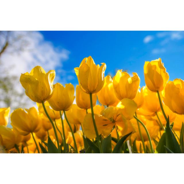 Yellow Tulip Flower with Blue Background - Wrapped Canvas Photograph Ebern Designs Size: 61cm H x 91cm W on Productcaster.