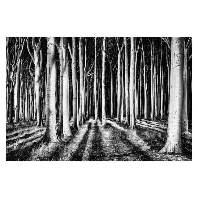 Matt Fototapete Geisterwald 2,25 m x 336 cm East Urban Home on Productcaster.