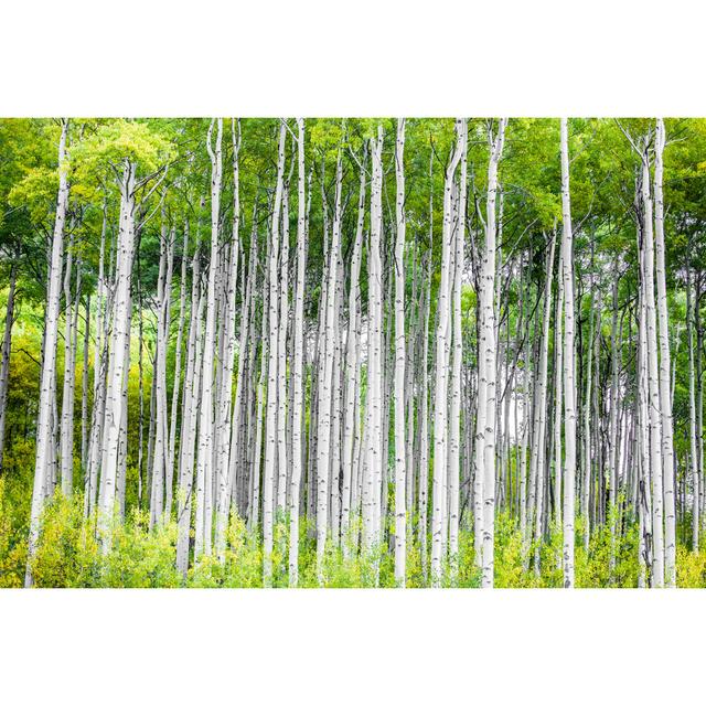 Rocky Mountain Autumn von Amygdala_imagery - Leinwand Kunstdrucke Alpen Home Größe: 80 cm H x 120 cm B on Productcaster.