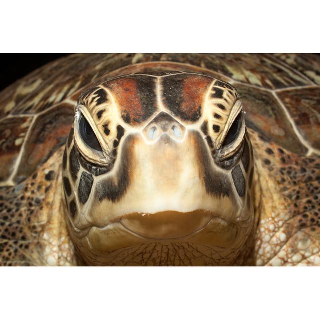 Portrait Of Green Turtle - Wrapped Canvas Art Prints Latitude Run Size: 81cm H x 122cm W x 3.8cm D on Productcaster.