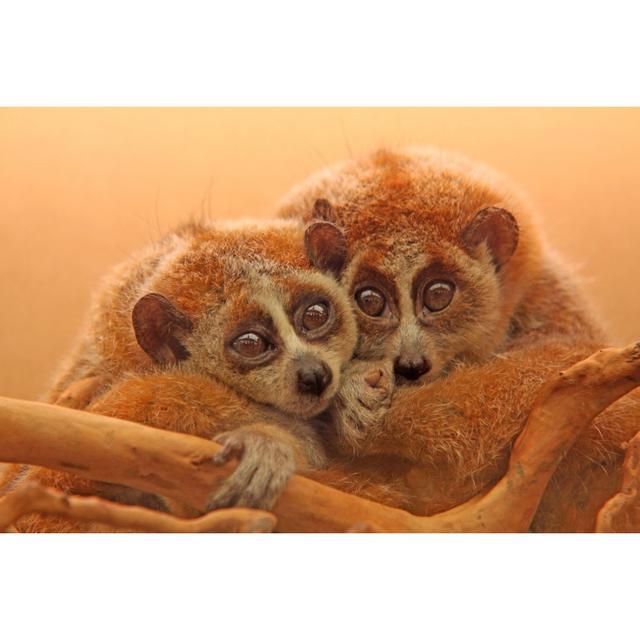 Slow Lorises 17 Stories Size: 51cm H x 76cm W on Productcaster.