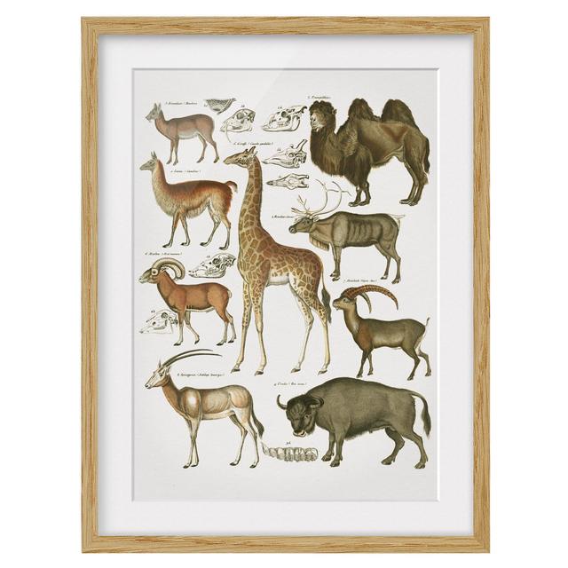 Vintage Educational Board Giraffe - Picture Frame Graphic Art Latitude Vive Frame Option: Brown Framed, Size: 40cm H x 30cm W x 2cm D on Productcaster.