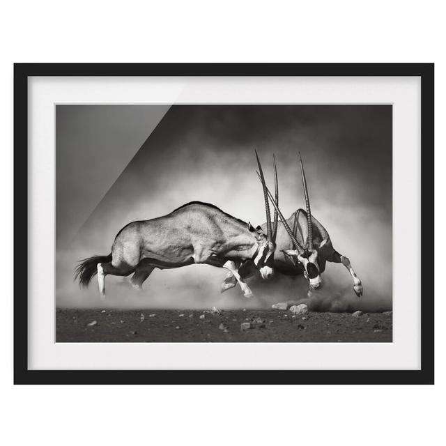 Wild Fight - Picture Frame Graphic Art Print on Paper East Urban Home Size: 70cm H x 100cm W, Frame Option: Matt black on Productcaster.