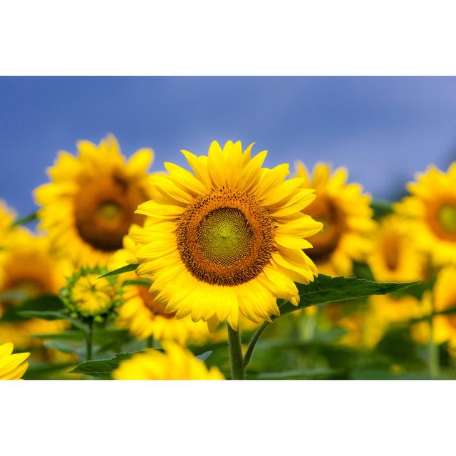 Louca Sunflowers In A Field - Print Brambly Cottage Size: 81cm H x 122cm W x 3.8cm D on Productcaster.