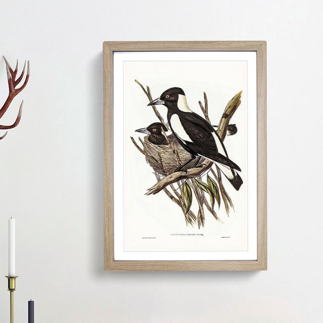 Piping Crow-Shrikes by Elizabeth Gould - Picture Frame Painting Print East Urban Home Frame Option: Oak Framed, Size: 48cm H x 36cm W x 2cm D on Productcaster.