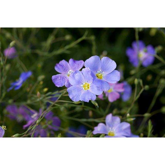 Blauer Flachs (Linum perenne) 17 Stories Größe: 60 cm H x 90 cm B on Productcaster.