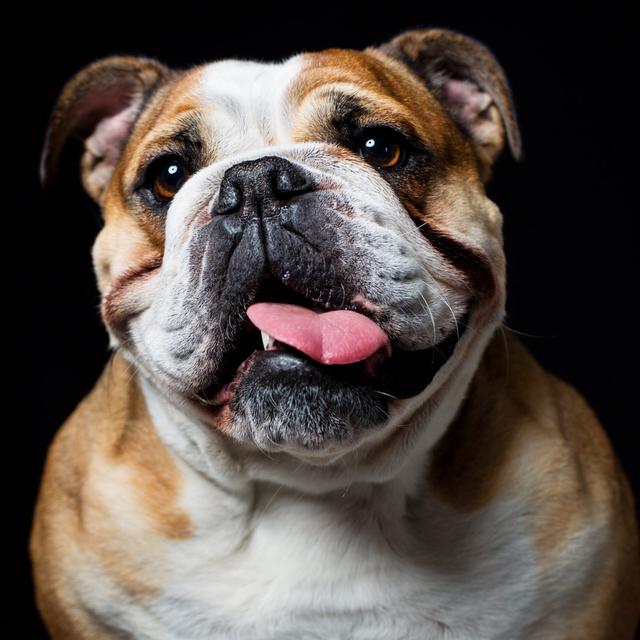 Portrait of an english bulldog ClassicLiving Size: 122cm H x 122cm W on Productcaster.