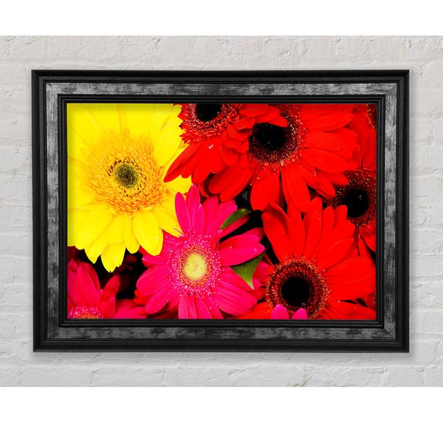 Gerbera Galore - Single Picture Frame Art Prints Bright Star Size: 59.7cm H x 84.1cm W x 8cm D on Productcaster.