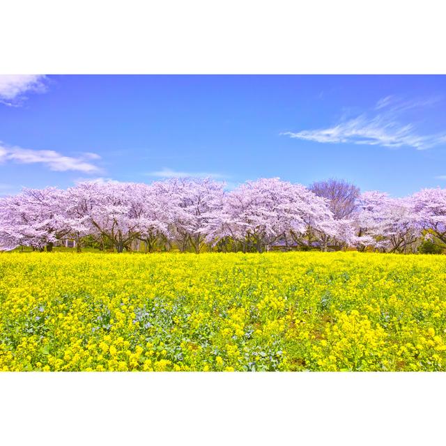 Reno Cherry Blossoms In Bloom - Wrapped Canvas Print Brambly Cottage Size: 51cm H x 76cm W x 3.8cm D on Productcaster.