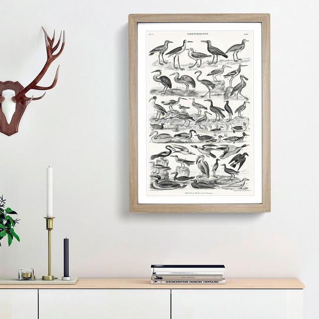 Ornithology Study of Birds LXVII by Oliver Goldsmith - Picture Frame Drawing Print East Urban Home Frame Option: Oak Framed, Size: 48cm H x 36cm W x 2 on Productcaster.