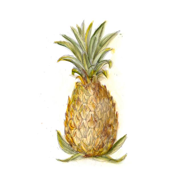 Pineapple Sketch I by Ethan Harper - Wrapped Canvas Painting 17 Stories Size: 30cm H x 20cm W on Productcaster.