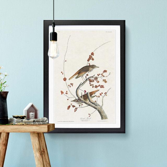 Hermit Thrush Birds by John Audubon - Picture Frame Painting Print East Urban Home Size: 36cm H x 27cm W x 2cm D, Frame Option: Black Framed on Productcaster.