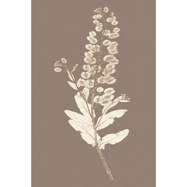 Taupe Nature Study III - Wrapped Canvas Art Prints Rosalind Wheeler Size: 30cm H x 20cm W on Productcaster.