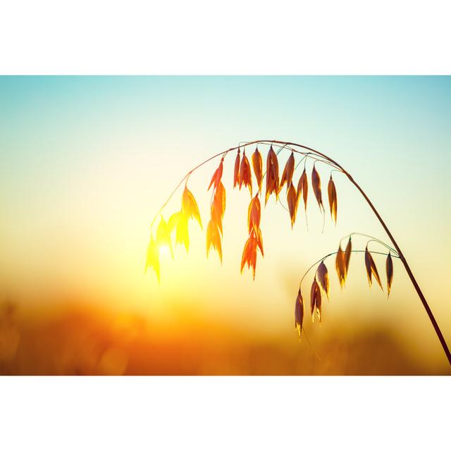 Oat Field At Sunset by - Wrapped Canvas Photograph Marlow Home Co. Size: 20cm H x 30cm W on Productcaster.