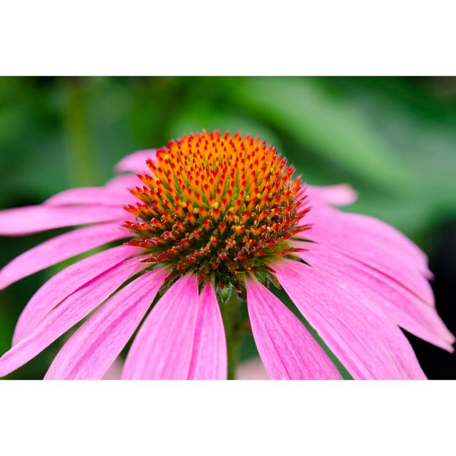 Pink Coneflowers III by Laura Denardo - Wrapped Canvas Photograph Ebern Designs Size: 81cm H x 122cm W on Productcaster.