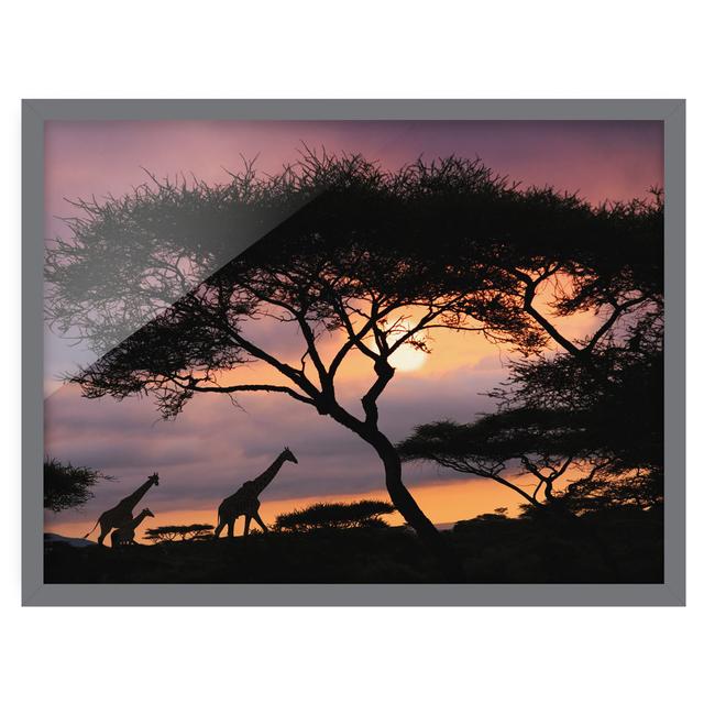 Safari in Africa - Picture Frame Graphic Art Latitude Vive Size: 70cm H x 100cm W x 2cm D, Frame Option: Grey Framed on Productcaster.