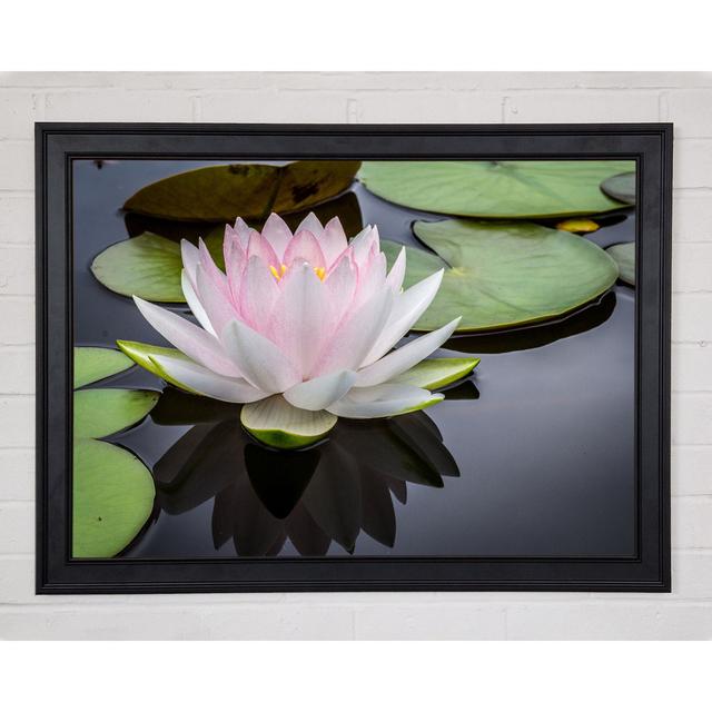 Pond Plant Floating On The Lake Framed Print Ebern Designs Size: 42cm H x 59.7cm W x 1.5cm D on Productcaster.