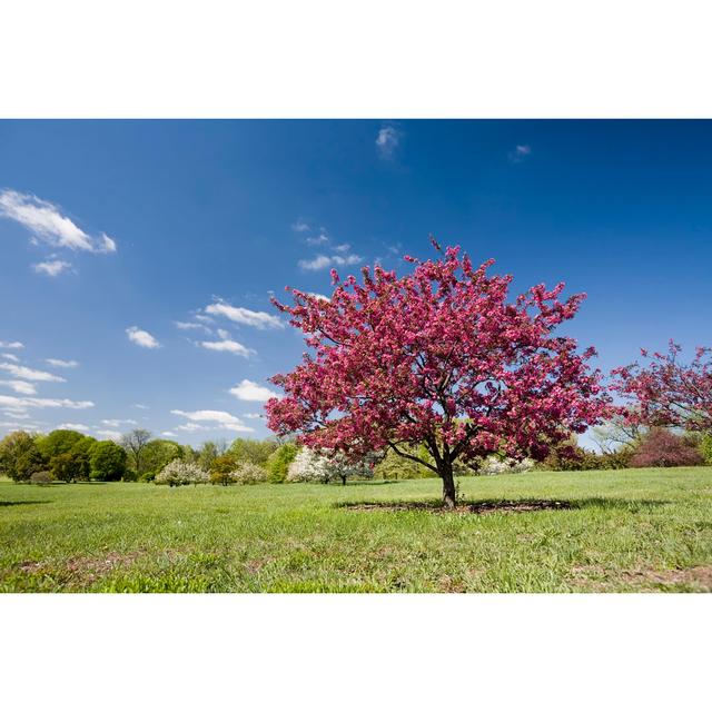 Blühender rosa Baum von Stevegeer - Druck 17 Stories Größe: 81cm H x 122cm B on Productcaster.