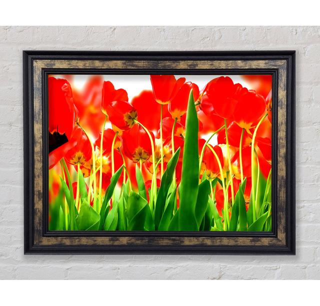 Red Tulips From Under - Single Picture Frame Print Brayden Studio Size: 59.7cm H x 84.1cm W x 8cm D, Format: Gold Black Framed Paper on Productcaster.