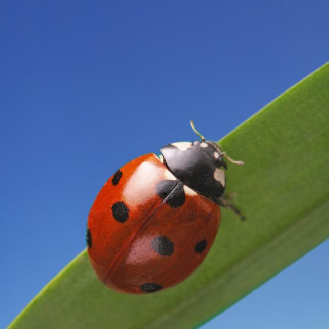 Lady Bird von Chepko - Druck 17 Stories Größe: 80 cm H x 80 cm B on Productcaster.