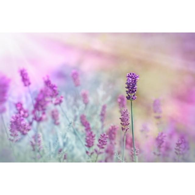 Lavender Illuminated By Sunlight by PhotoIris2021 - Print 17 Stories Size: 60cm H x 90cm W on Productcaster.