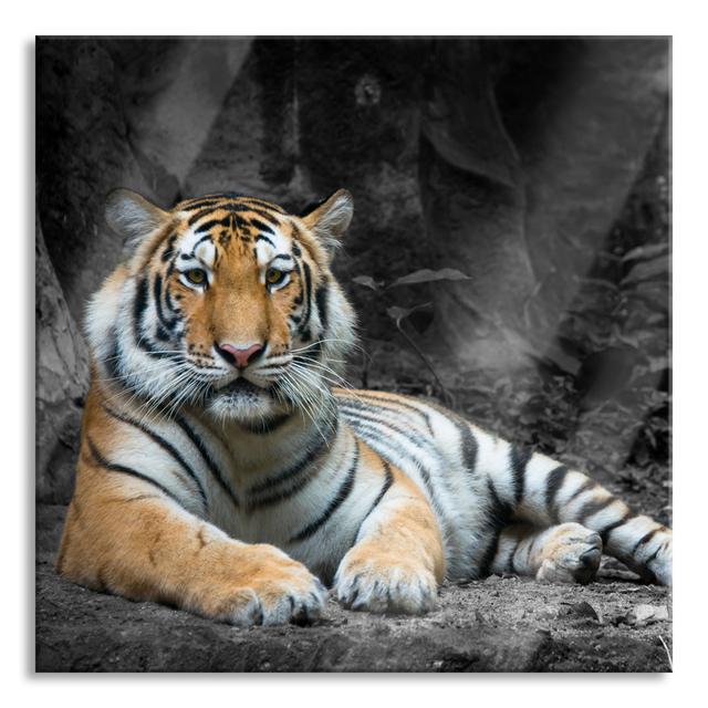 Glasbild Ruhender Tiger Brayden Studio Größe: 80 cm H x 80 cm B x 0.4 cm T on Productcaster.