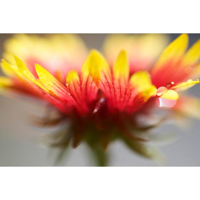 Gaillardia II by Jonathan Nourock - Wrapped Canvas Print Ebern Designs Size: 81cm H x 122cm W on Productcaster.