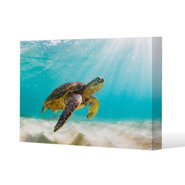 Photo Of Sea Turtle In The Galapagos Island Canvas Print Andrew Lee on Productcaster.