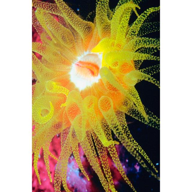 Graphic Sea Anemone II Highland Dunes Size: 91cm H x 61cm W on Productcaster.