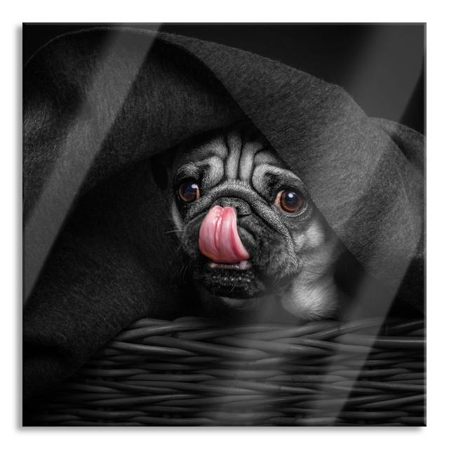 Sweet Pug Under A Blanket - No Frame Print on Glass 17 Stories Size: 70cm H x 70cm W x 0.4cm D on Productcaster.