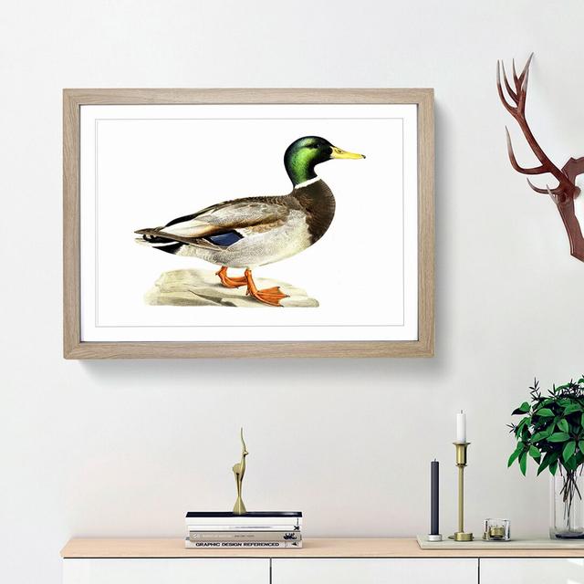 A Mallard Duck by Von Wright - Picture Frame Painting Print on Paper East Urban Home Size: 24cm H x 33cm W x 2cm D, Frame Option: Oak Framed on Productcaster.