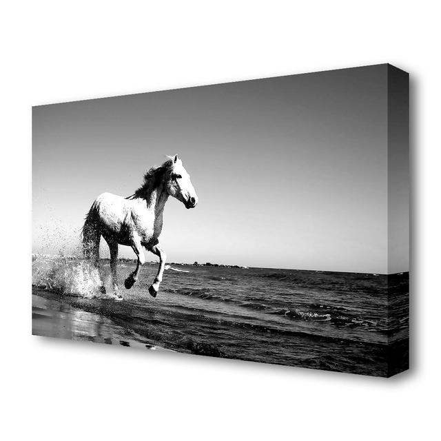 Camargue White Horse Wildlife - Wrapped Canvas Photograph Print East Urban Home Size: 35.6 cm H x 50.8 cm W on Productcaster.