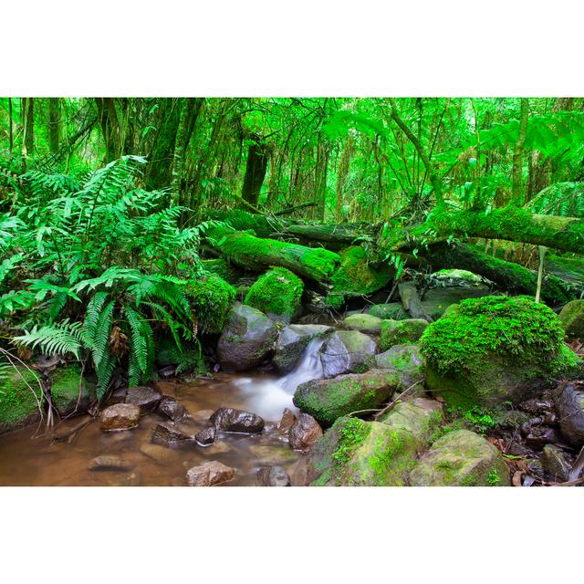 Rainforest - Wrapped Canvas Print Alpen Home Size: 51cm H x 76cm W on Productcaster.