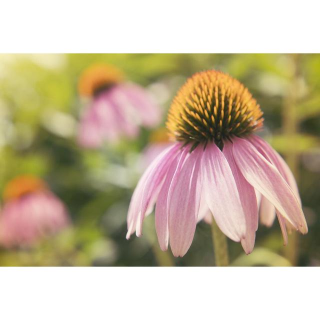 Echinacea Study I by Jason Johnson - Wrapped Canvas Print Marlow Home Co. Size: 20cm H x 30cm W on Productcaster.