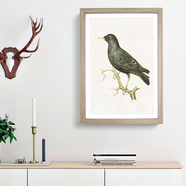 European Starling by Von Wright - Picture Frame Graphic Art Print East Urban Home Frame Option: Oak Framed, Size: 36cm H x 27cm W x 2cm D on Productcaster.